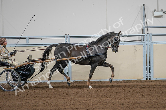 2020 - AB Morgan Horse - Sat, Sept 05 - 05900