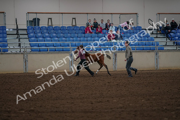 2019 Morgan Horse Show - Aug 30, 2019 - 24820