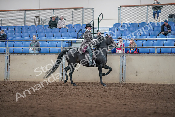 2019 Morgan Horse Show - Aug 31, 2019 - 09560