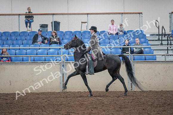 2019 Morgan Horse Show - Aug 31, 2019 - 09325
