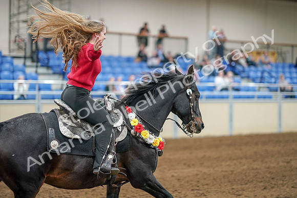 2020 - AB Morgan Horse - Sat, Sept 05 - 10575