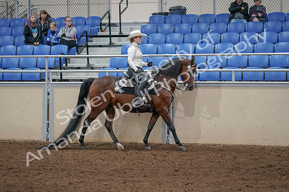 2020 - AB Morgan Horse - Fri, Sept 04 - 08439