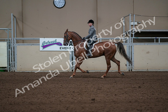 2019 Morgan Horse Show - Sept 01, 2019 - 12210