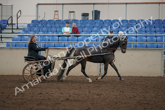 2019 Morgan Horse Show - Aug 31, 2019 - 04538
