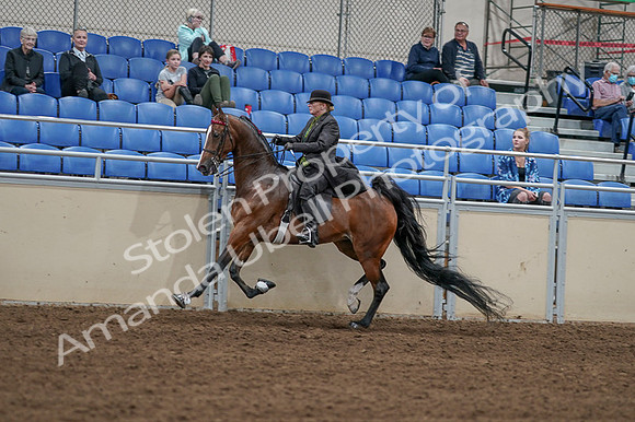 2020 - AB Morgan Horse - Fri, Sept 04 - 09761