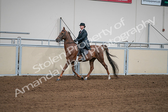 2020 - AB Morgan Horse - Fri, Sept 04 - 07966