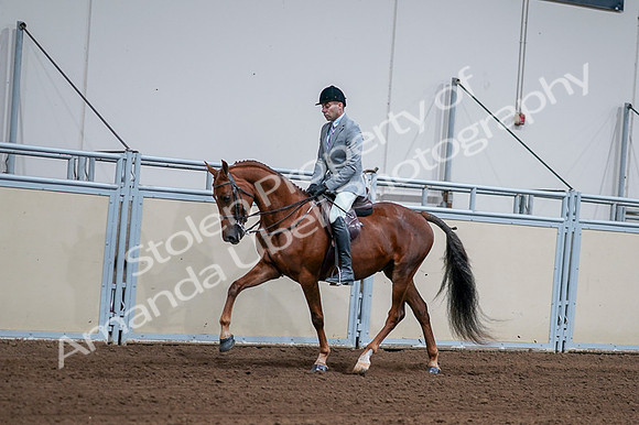 2020 - AB Morgan Horse - Fri, Sept 04 - 01600