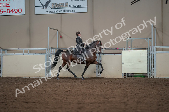 2019 Morgan Horse Show - Aug 30, 2019 - 28117