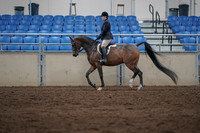 2019 Morgan Horse Show - Sept 01, 2019 - 08520