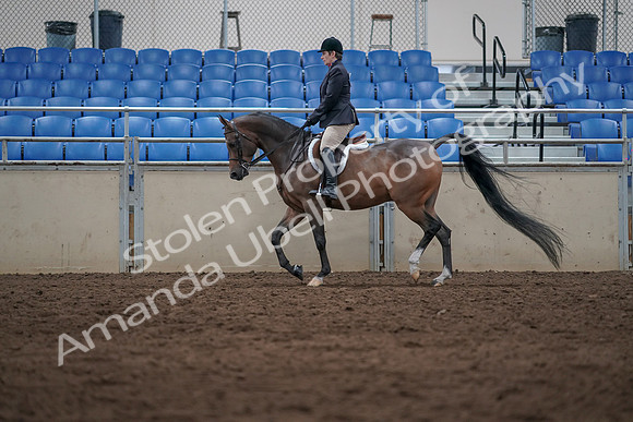 2019 Morgan Horse Show - Sept 01, 2019 - 08520