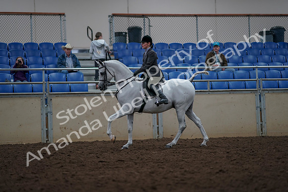 2019 Morgan Horse Show - Aug 31, 2019 - 15016