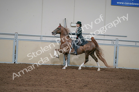 2020 - AB Morgan Horse - Fri, Sept 04 - 09750