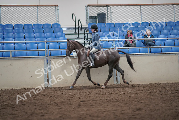 2019 Morgan Horse Show - Aug 31, 2019 - 16510