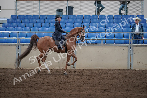2019 Morgan Horse Show - Sept 01, 2019 - 12027