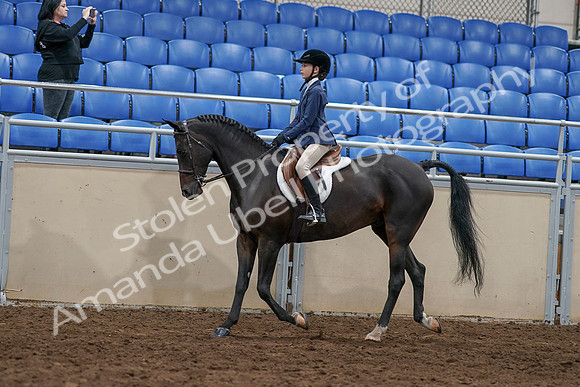 2020 - AB Morgan Horse - Sun, Sept 06 - 07674