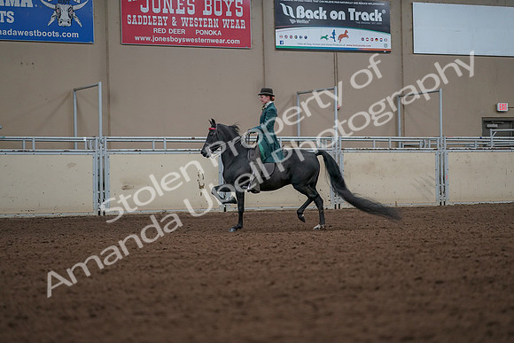 2019 Morgan Horse Show - Aug 30, 2019 - 15442