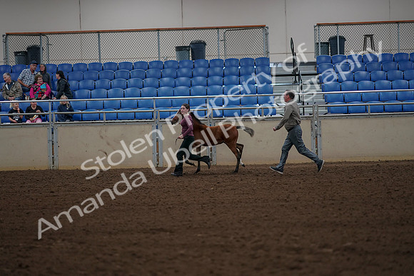2019 Morgan Horse Show - Aug 30, 2019 - 24833
