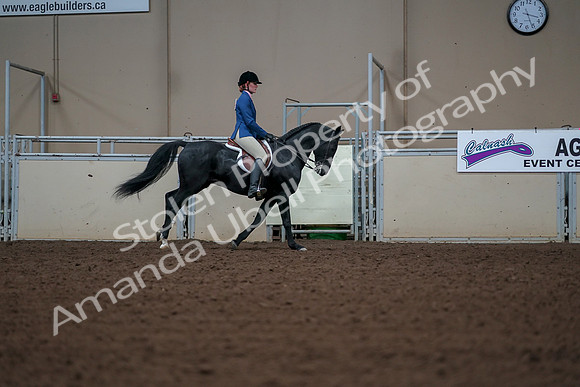 2019 Morgan Horse Show - Aug 30, 2019 - 18621