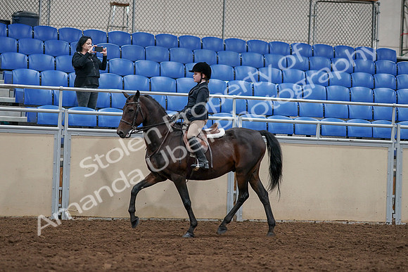 2020 - AB Morgan Horse - Sun, Sept 06 - 07821