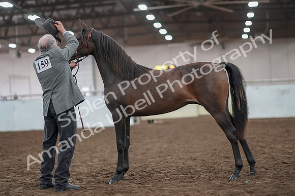 2019 Morgan Horse Show - Aug 31, 2019 - 02859