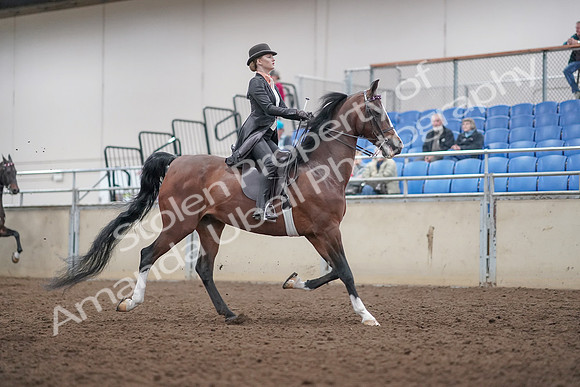 2019 Morgan Horse Show - Aug 31, 2019 - 08906