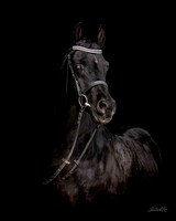 Toby - 4301