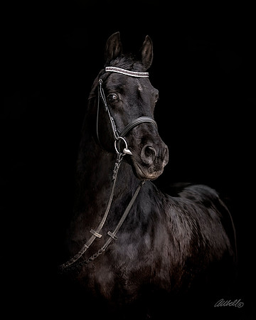 Toby - 4301