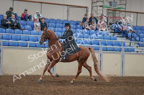 2020 - AB Morgan Horse - Fri, Sept 04 - 11260