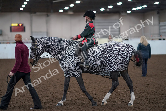 2019 Morgan Horse Show - Aug 31, 2019 - 10064