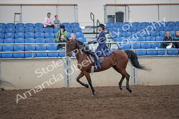 2019 Morgan Horse Show - Aug 31, 2019 - 09455