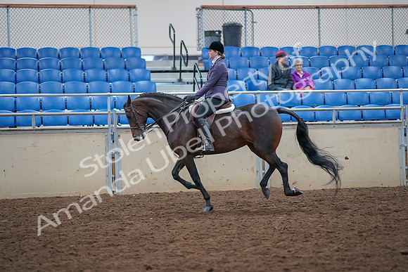 2019 Morgan Horse Show - Aug 30, 2019 - 20592