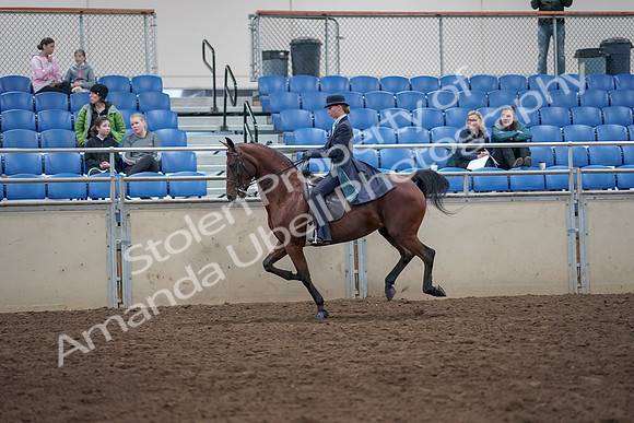 2019 Morgan Horse Show - Aug 31, 2019 - 09487