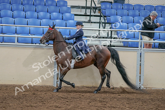 2020 - AB Morgan Horse - Sat, Sept 05 - 04786