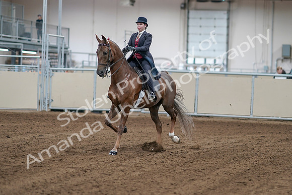 2020 - AB Morgan Horse - Sat, Sept 05 - 06036