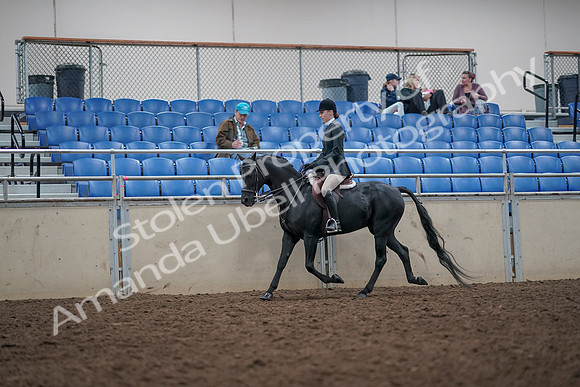 2019 Morgan Horse Show - Aug 31, 2019 - 14855