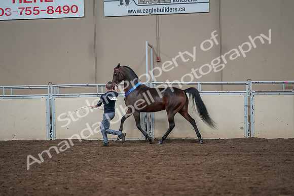 2019 Morgan Horse Show - Aug 31, 2019 - 01449
