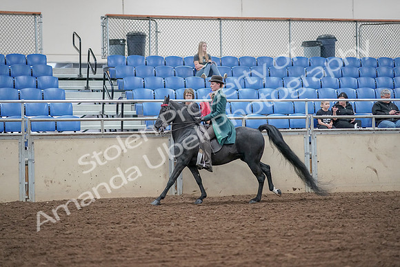 2019 Morgan Horse Show - Aug 30, 2019 - 15578