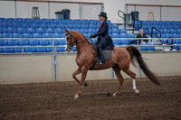 2019 Morgan Horse Show - Sept 01, 2019 - 11882