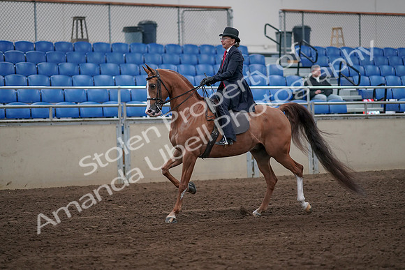 2019 Morgan Horse Show - Sept 01, 2019 - 11882