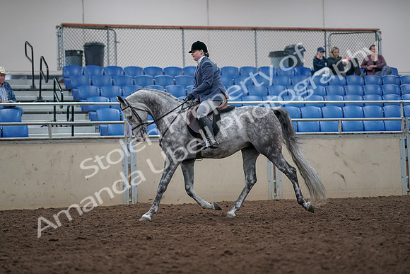 2019 Morgan Horse Show - Aug 31, 2019 - 14768