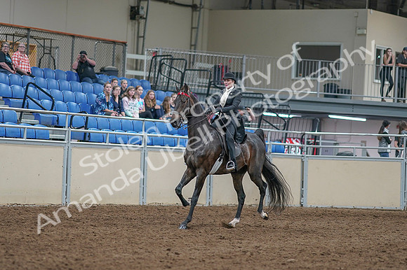 2020 - AB Morgan Horse - Fri, Sept 04 - 11327