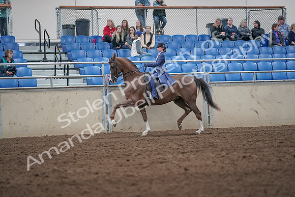 2019 Morgan Horse Show - Aug 31, 2019 - 20559