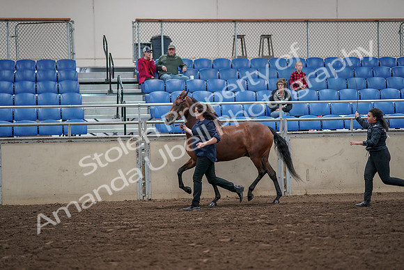 2019 Morgan Horse Show - Aug 31, 2019 - 01010