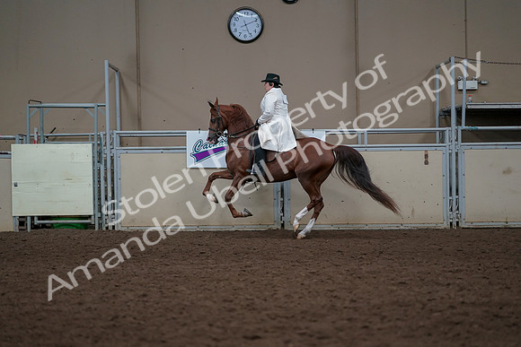 2019 Morgan Horse Show - Aug 31, 2019 - 17920