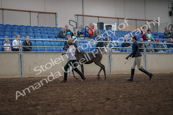 2019 Morgan Horse Show - Aug 31, 2019 - 03570