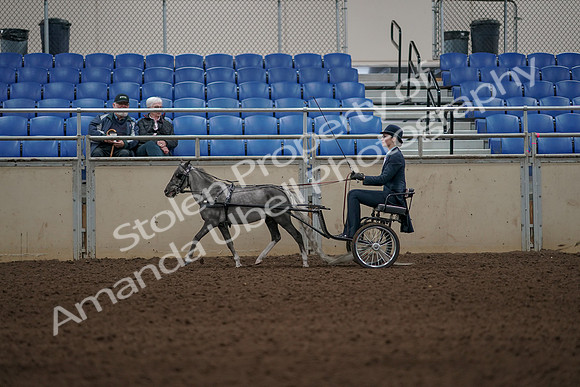 2019 Morgan Horse Show - Aug 31, 2019 - 04382