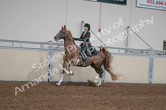 2020 - AB Morgan Horse - Fri, Sept 04 - 09731