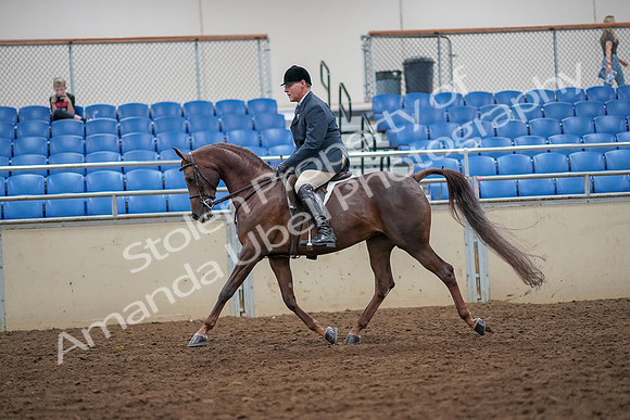 2019 Morgan Horse Show - Aug 30, 2019 - 17344