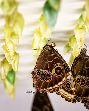 Insects - 004