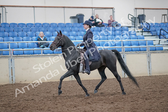 2019 Morgan Horse Show - Aug 31, 2019 - 18030